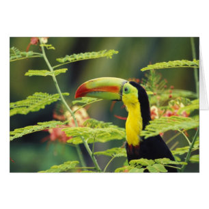 América Central, Honduras. Tucán pico canoa