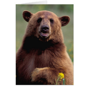 América del Norte, California, oso negro canela