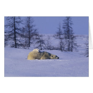 América del Norte, Canadá, Manitoba, Churchill