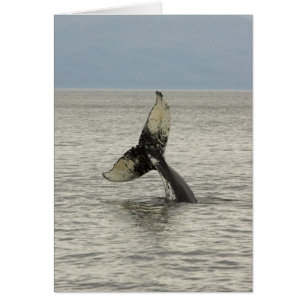 América del Norte, EE.UU., AK, Pasaje interno. Hum