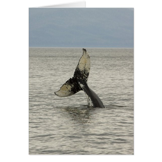 América del Norte, EE.UU., AK, Pasaje interno. Hum (Frente)