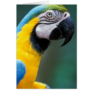 América del Sur, Brasil, Parque Nacional Iguazú,