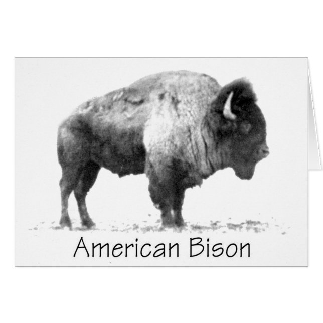 American Bison (Anverso (Horizontal))