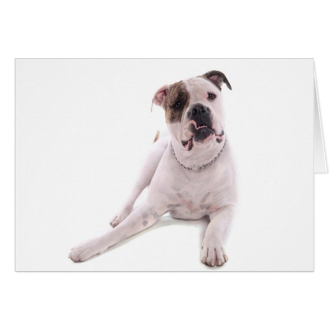 american bulldog (Anverso (Horizontal))