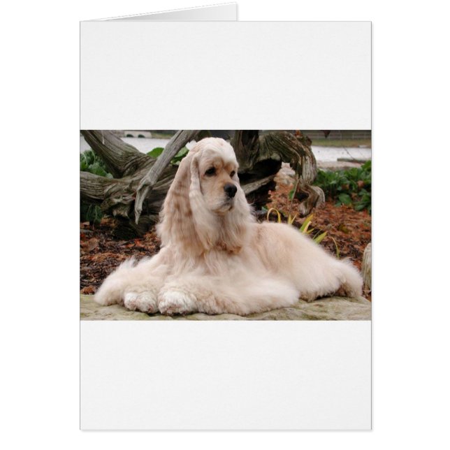 American Cocker Spaniel Series (Frente)