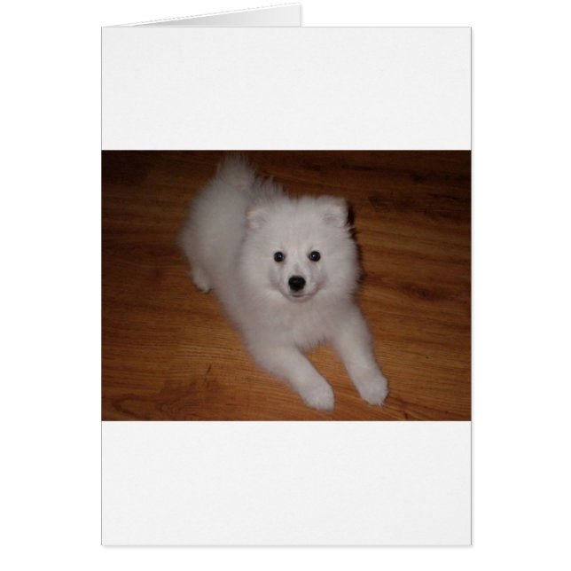 American_Eskimo_Dog_puppy (Frente)