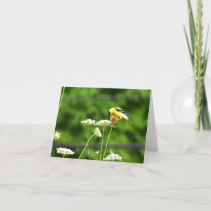 American Goldfinch #1 - Tarjeta de nota en blanco