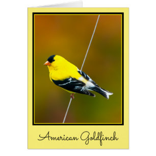 American Goldfinch - Fotografía original