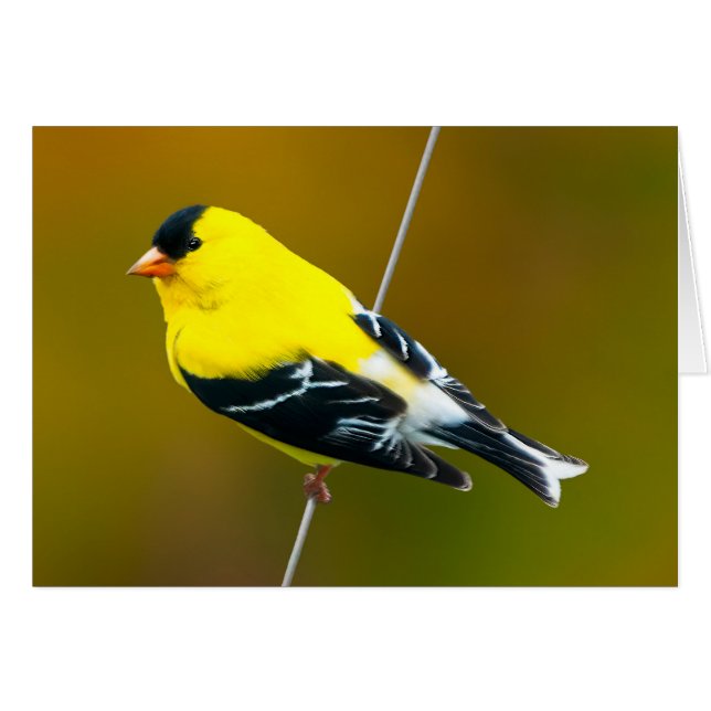 American Goldfinch - Fotografía original (Anverso (Horizontal))