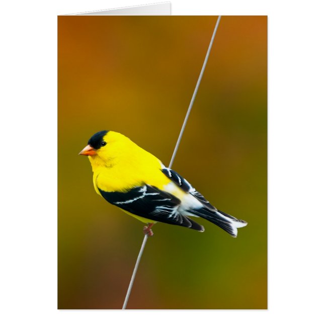 American Goldfinch - Fotografía original (Frente)