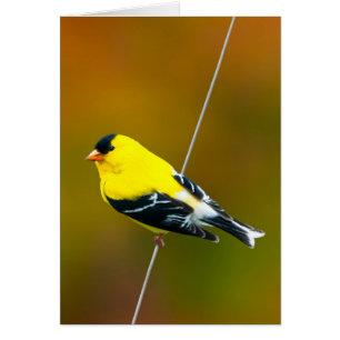 American Goldfinch - Fotografía original