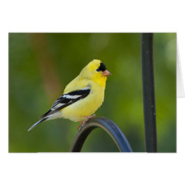 American Goldfinch - Tarjeta de Arte Frameable