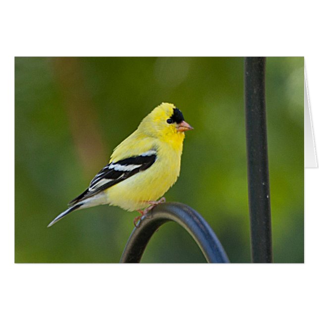 American Goldfinch - Tarjeta de Arte Frameable (Anverso (Horizontal))