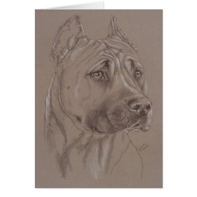 American Staffordshire Terrier (Frente)