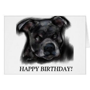 American Staffordshire Terrier