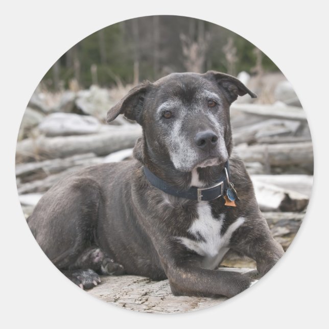 American Staffordshire Terrier - Pegatina (Anverso)