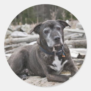 American Staffordshire Terrier - Pegatina