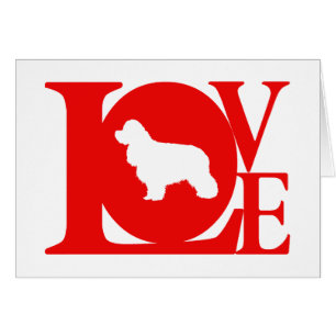 Americano cocker spaniel