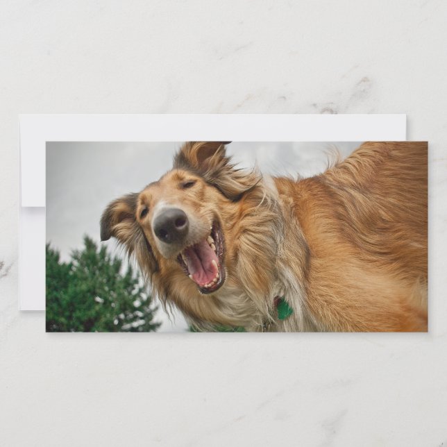 Amiga, el sonriente collie (Anverso)