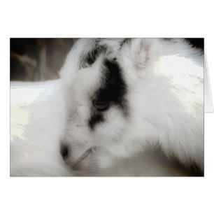 Amigo chico de cabra negro y blanco