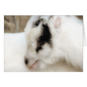 Amigo Kid De Cabra Todas Las Ocasiones Tarjeta De