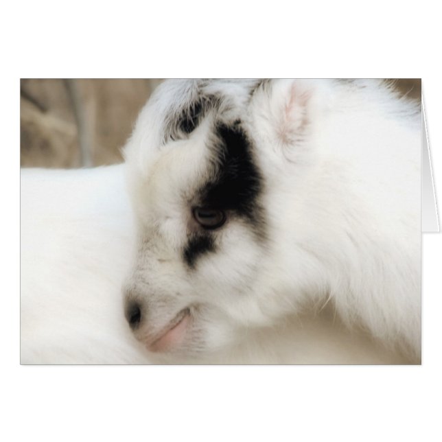 Amigo Kid De Cabra Todas Las Ocasiones Tarjeta De  (Anverso (Horizontal))