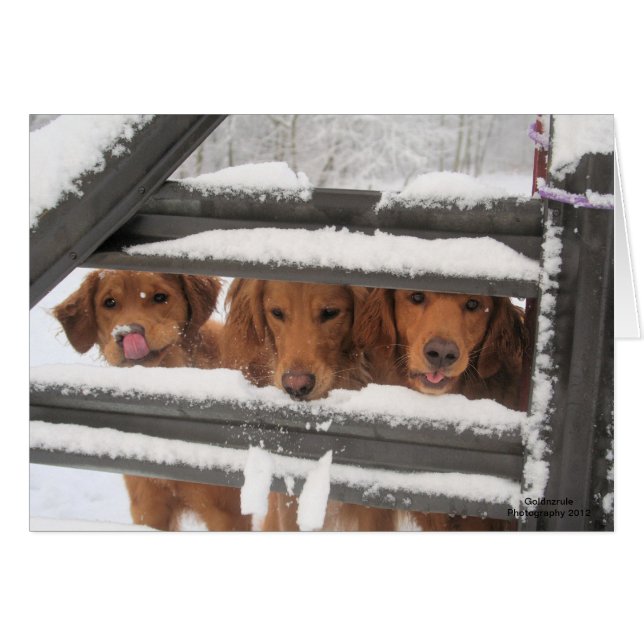 Amigo tres (Anverso (Horizontal))