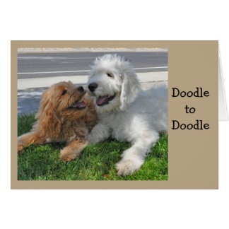 Amigos de Goldendoodle
