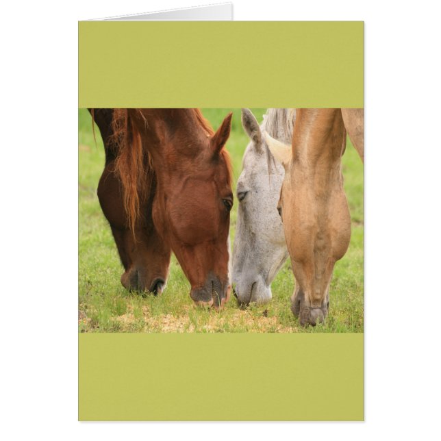 Amigos del caballo (Frente)