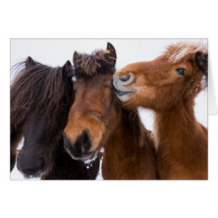 Amigos del caballo islandés, Islandia