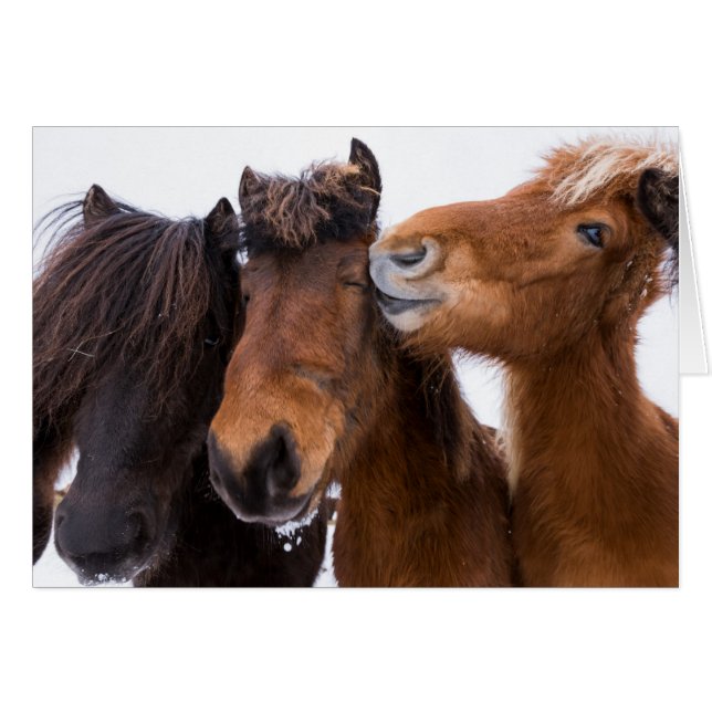Amigos del caballo islandés, Islandia (Anverso (Horizontal))