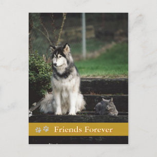 Amigos para siempre - tarjeta postal para perros y