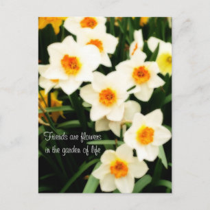 Amigos son flores Cita tarjeta postal Daffodils