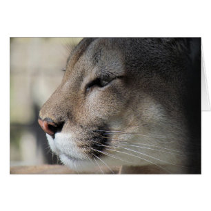 Amigos tan grandes como tú - Tarjeta Cougar