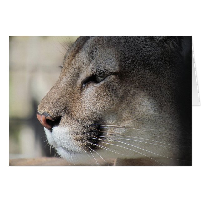 Amigos tan grandes como tú - Tarjeta Cougar (Anverso (Horizontal))