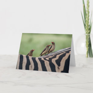 Amigos: Tarjeta de marcadores de cebra y oveja