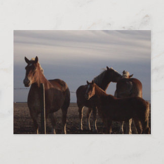 Amish Bordo de Caballos en la postal del atardecer