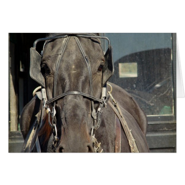 Amish Buggy Horse (Anverso (Horizontal))