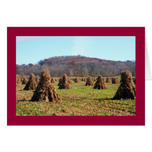 Amish Fields
