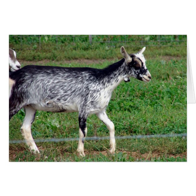Amish Goat (Anverso (Horizontal))