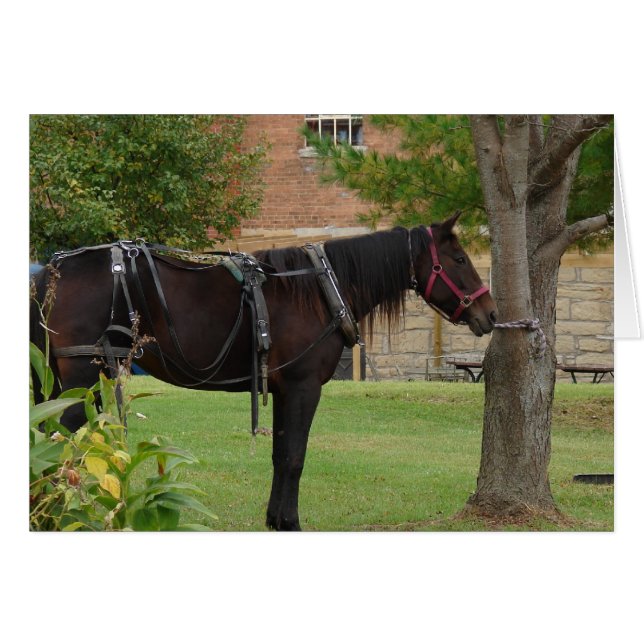 Amish Horse (Anverso (Horizontal))