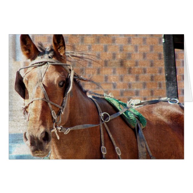 Amish Horse (Anverso (Horizontal))
