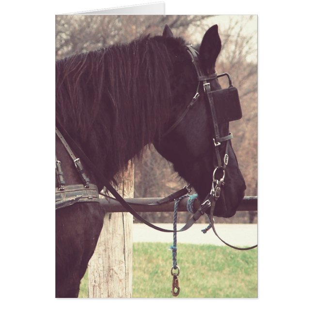 Amish Horse (Frente)