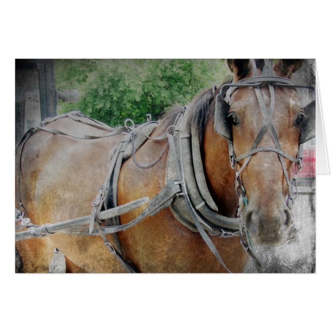 Amish Horse and Buggy (Anverso (Horizontal))