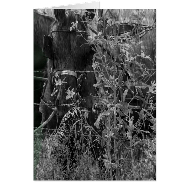 Amish Horse Black and White Grunge (Frente)