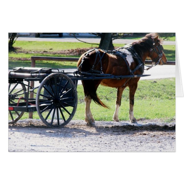 Amish Pony Cart Todas las Ocasiones Tarjeta De Sal (Anverso (Horizontal))