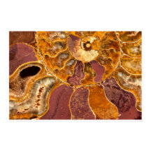 Ammonite Fósil Impresión de Cerca Arte Marino Anti