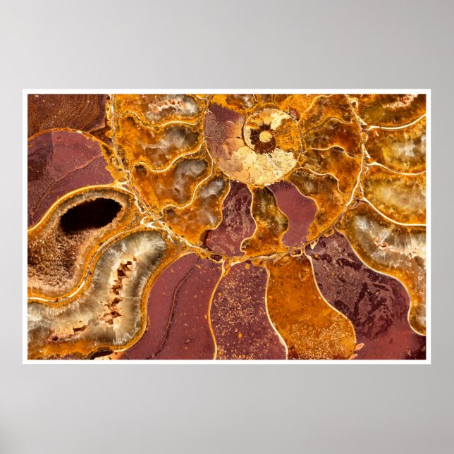Ammonite Fósil Impresión de Cerca Arte Marino Anti (Frente)