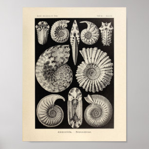 Ammonitida vintage Color Ernst Haeckel Arte Imprim
