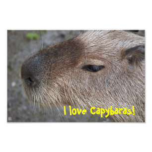 ¡Amo a Capybaras! Ampliación de fotos